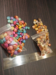 Dyed Umbonium Shells - Loving Coastal Living