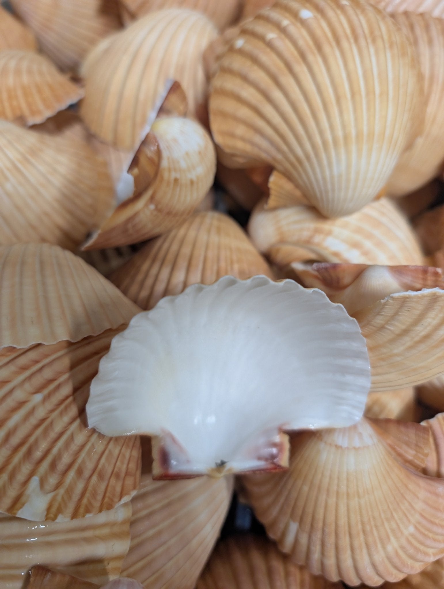Deep Hazra Shell Raw Mexican Deep Cup Scallop Seashells – SeashellsBySeashore | Loving ...
