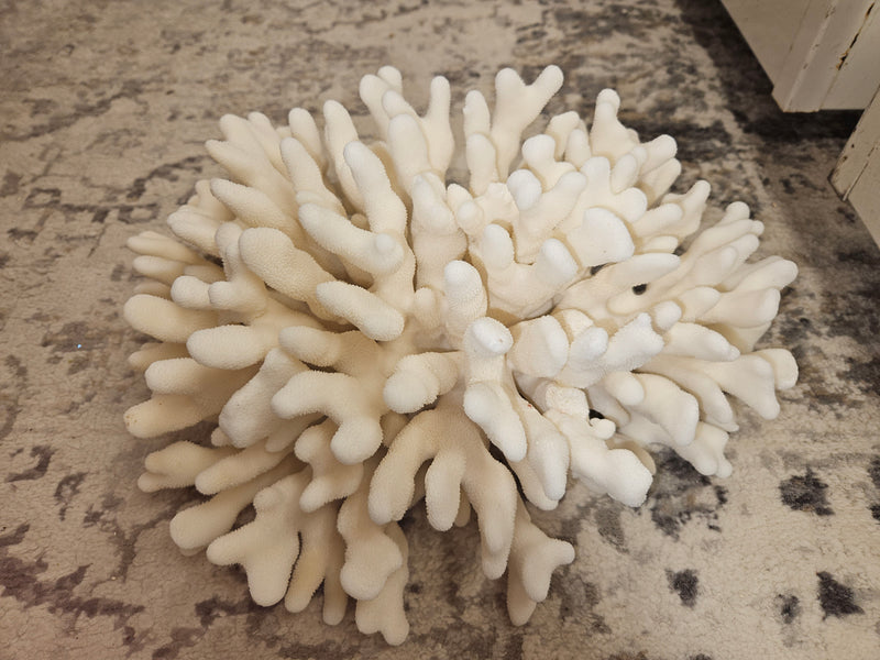 Vintage White Elkhorn Coral
