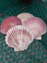 Extra Large Purple Scallop Shell 4