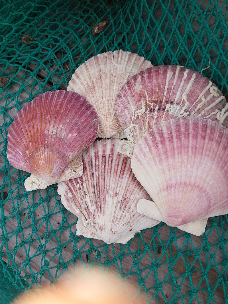 Extra Large Purple Scallop Shell 4" - 5" (Argopecten purpuratus) - ShellsLoving Coastal Living