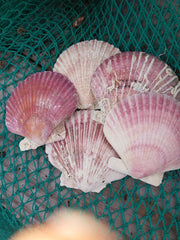 Extra Large Purple Scallop Shell 4