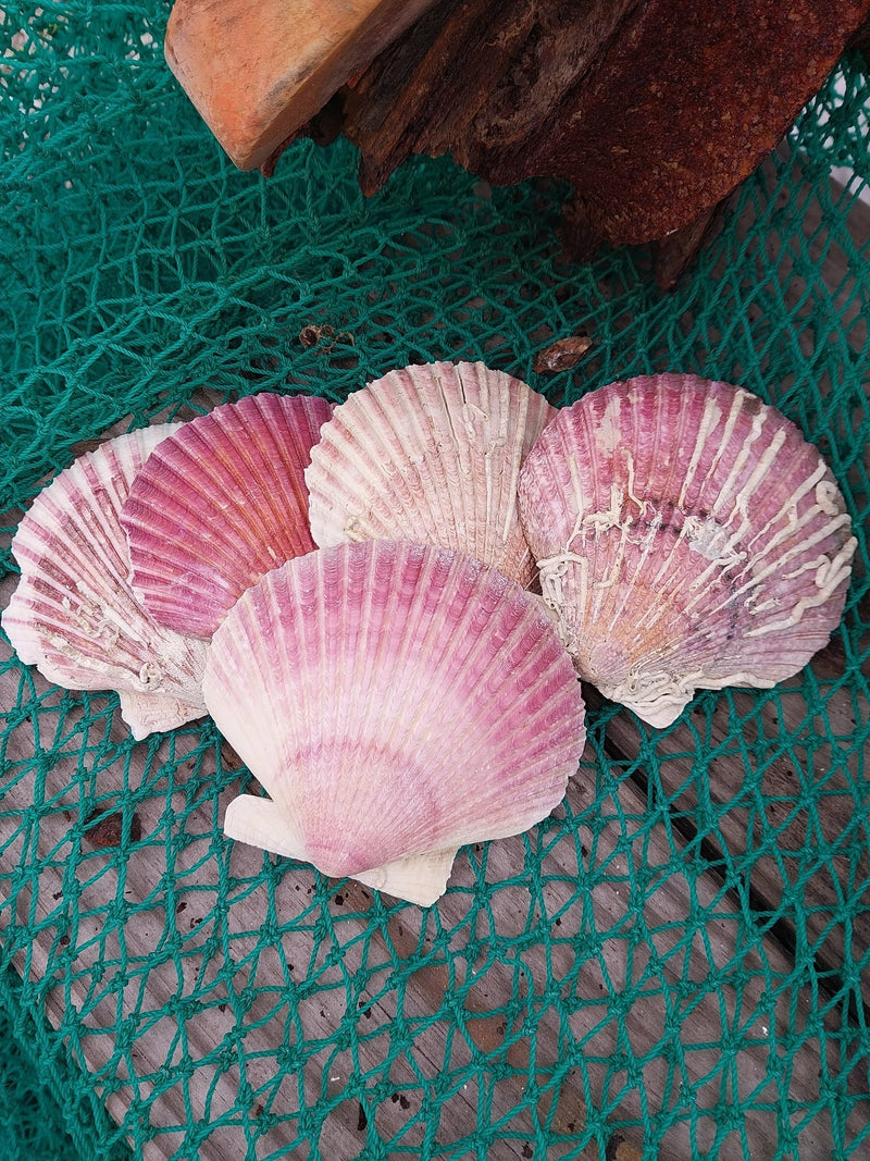 Extra Large Purple Scallop Shell 4" - 5" (Argopecten purpuratus) - ShellsLoving Coastal Living