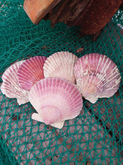 Extra Large Purple Scallop Shell 4