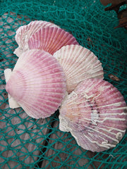 Extra Large Purple Scallop Shell 4