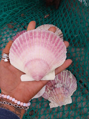 Extra Large Purple Scallop Shell 4