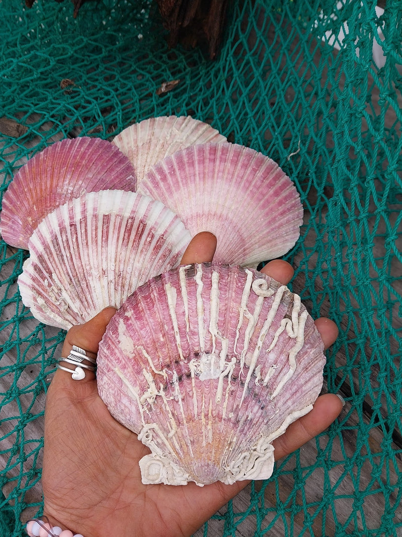 Extra Large Purple Scallop Shell 4" - 5" (Argopecten purpuratus) - ShellsLoving Coastal Living