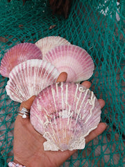 Extra Large Purple Scallop Shell 4