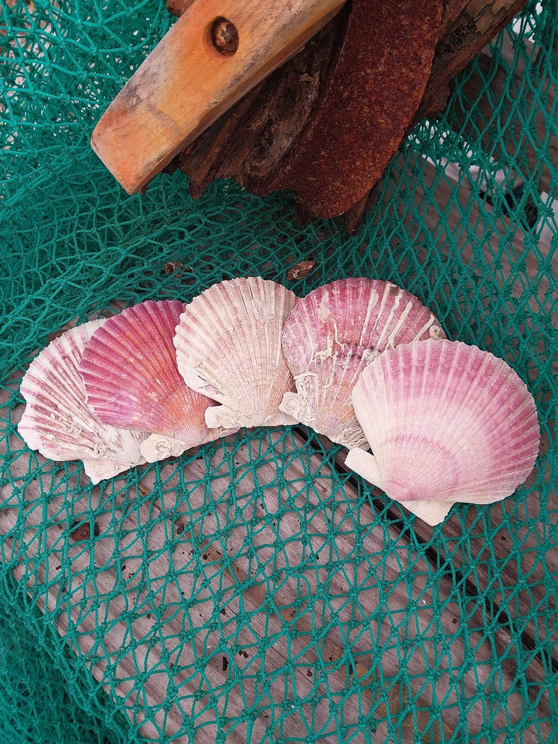 Extra Large Purple Scallop Shell 4" - 5" (Argopecten purpuratus) - ShellsLoving Coastal Living