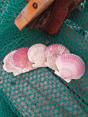 Extra Large Purple Scallop Shell 4