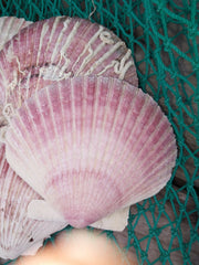 Extra Large Purple Scallop Shell 4