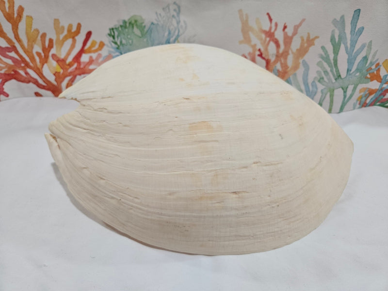 Extra Large Umbilicate Baler Melon Shell 12.5" - Loving Coastal Living