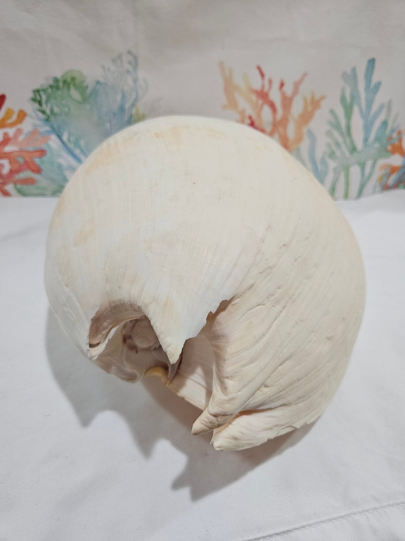 Extra Large Umbilicate Baler Melon Shell 12.5" - Loving Coastal Living