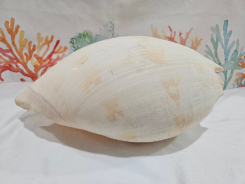 Extra Large Umbilicate Baler Melon Shell 12.5" - Loving Coastal Living