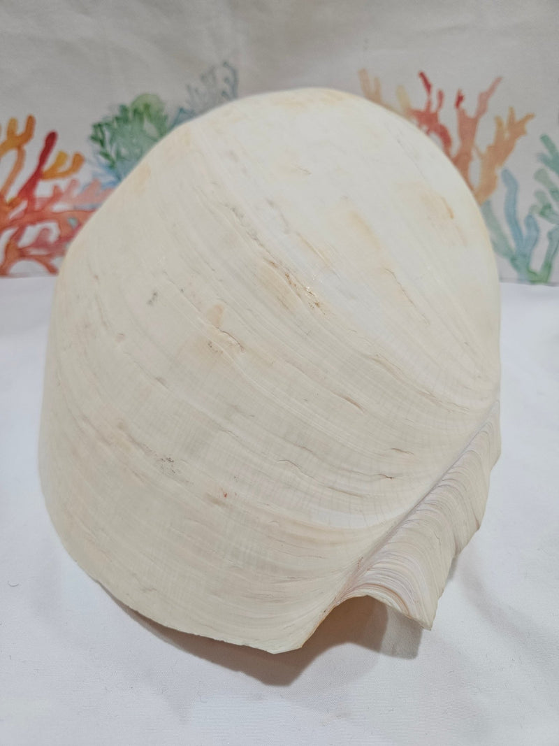 Extra Large Umbilicate Baler Melon Shell 12.5" - Loving Coastal Living