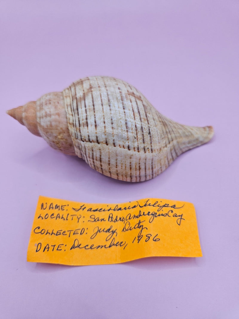 Fasciolaria Tulips Shell with Documentation – Unique Marine Specimen 4" - ShelllsLoving Coastal Living