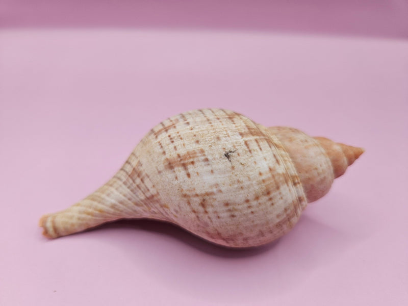 Fasciolaria Tulips Shell with Documentation – Unique Marine Specimen 4" - ShelllsLoving Coastal Living