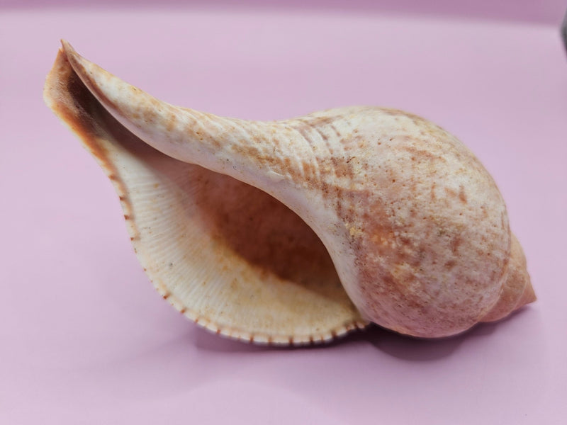 Fasciolaria Tulips Shell with Documentation – Unique Marine Specimen 4" - ShelllsLoving Coastal Living