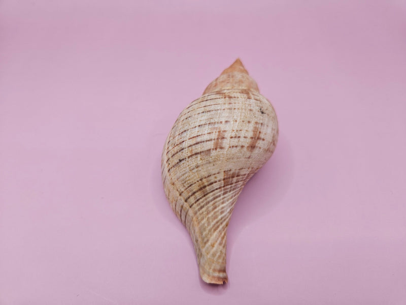 Fasciolaria Tulips Shell with Documentation – Unique Marine Specimen 4" - ShelllsLoving Coastal Living