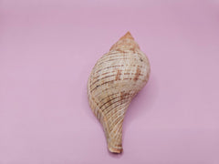 Fasciolaria Tulips Shell with Documentation – Unique Marine Specimen 4