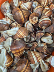 Fiber Pacific Crown Conch (Melongena patula) - ShellsLoving Coastal Living