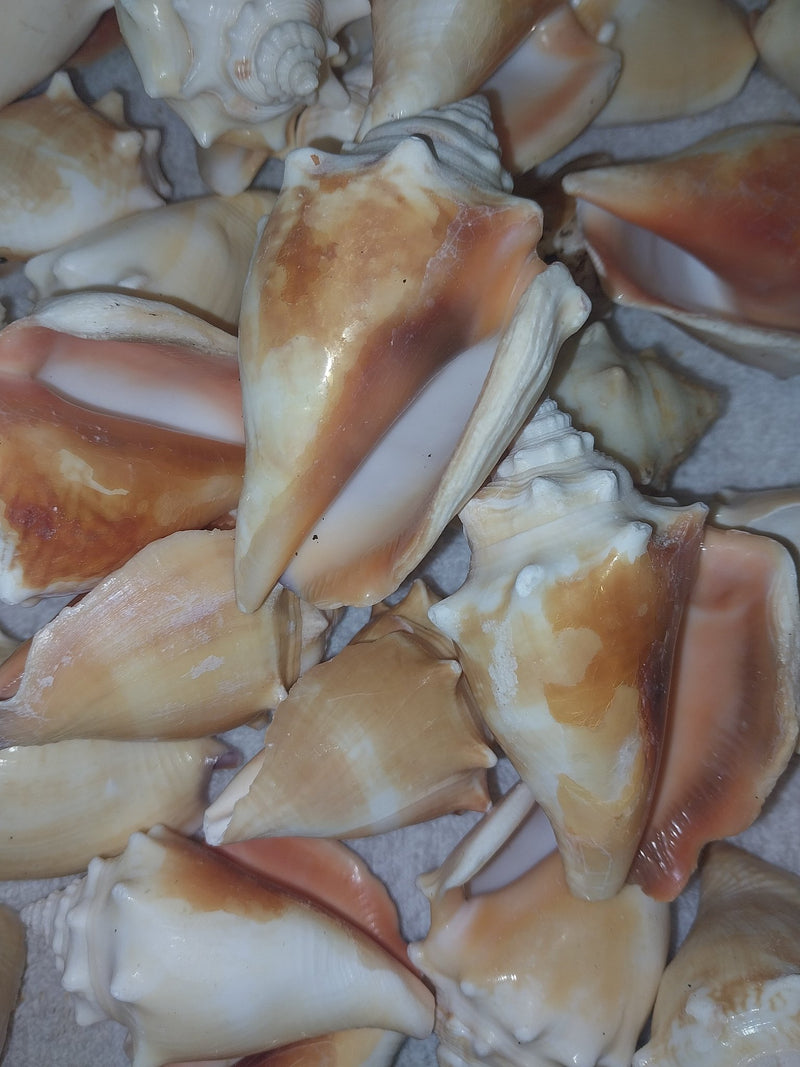 Fighting Conch Shell - ShellsLoving Coastal Living