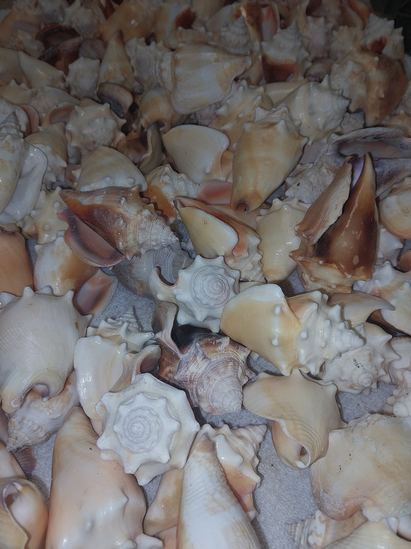 Fighting Conch Shell - ShellsLoving Coastal Living