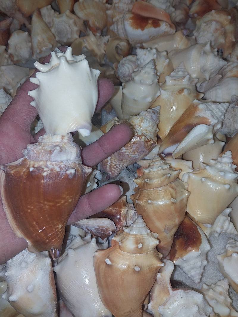 Fighting Conch Shell - ShellsLoving Coastal Living