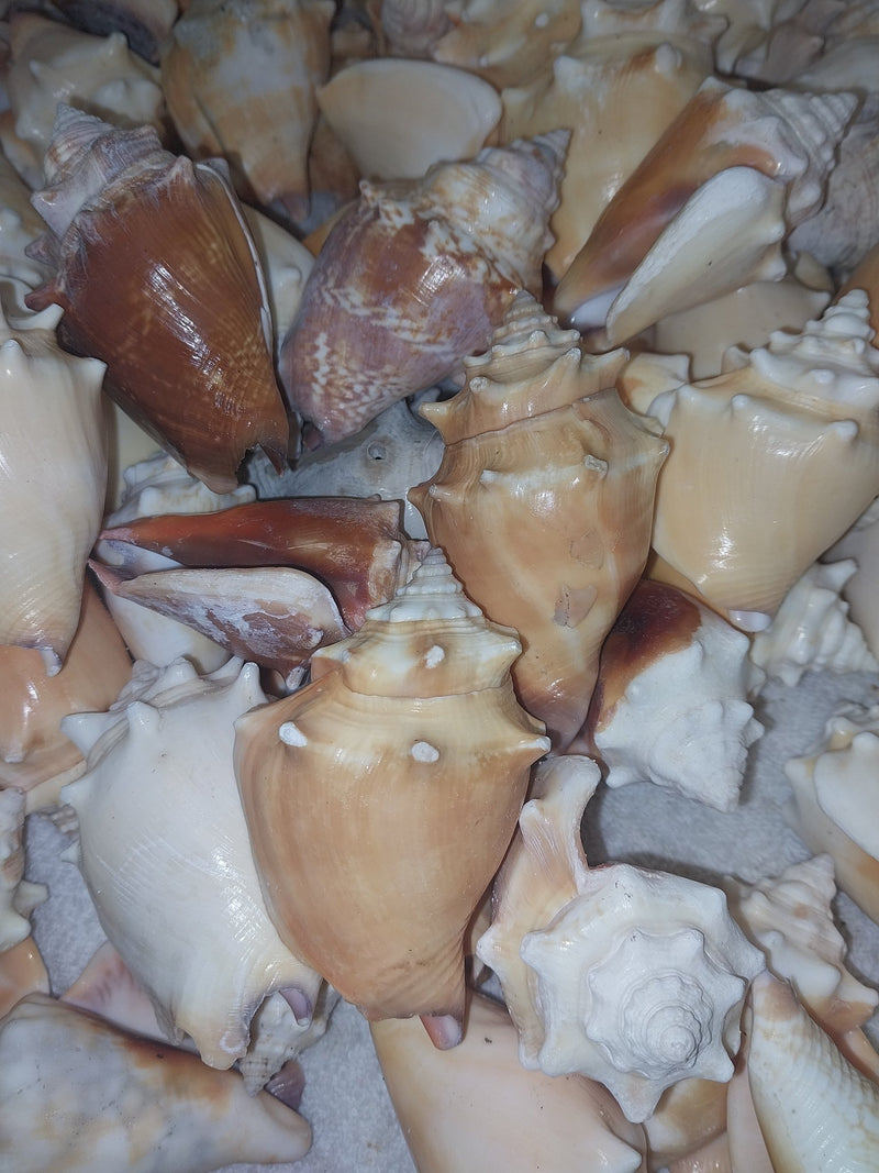 Fighting Conch Shell - ShellsLoving Coastal Living