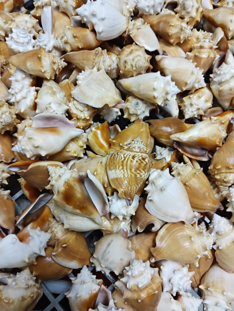Fighting Conch Shell (Strombus pugilis) | Loving Coastal Living