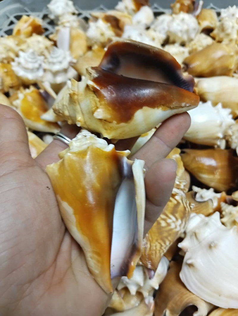 Fighting Conch Shell (Strombus pugilis) | Loving Coastal Living