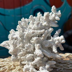 Finger Coral - Loving Coastal Living