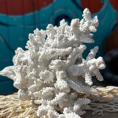 Finger Coral - Loving Coastal Living