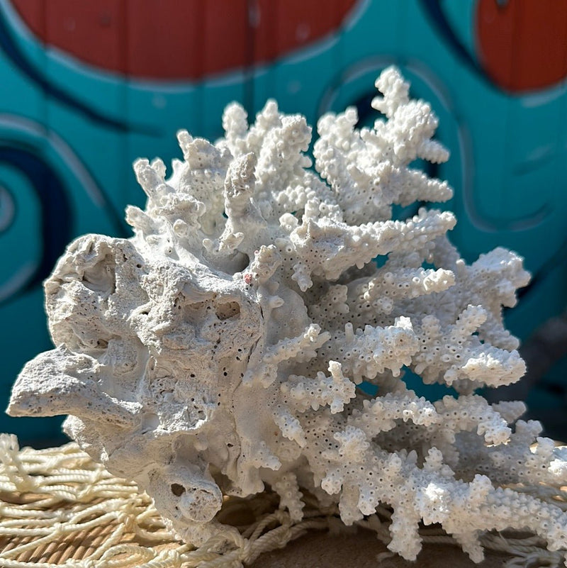 Finger Coral - Loving Coastal Living