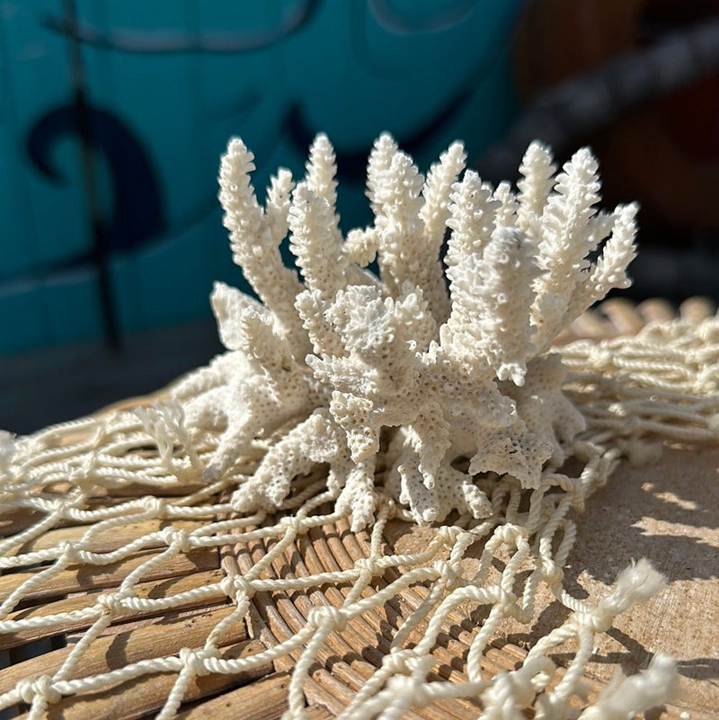 Finger Coral - Loving Coastal Living