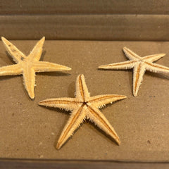 Flat Starfish - StarfishLoving Coastal Living