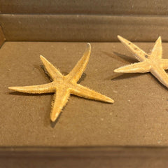 Flat Starfish - StarfishLoving Coastal Living