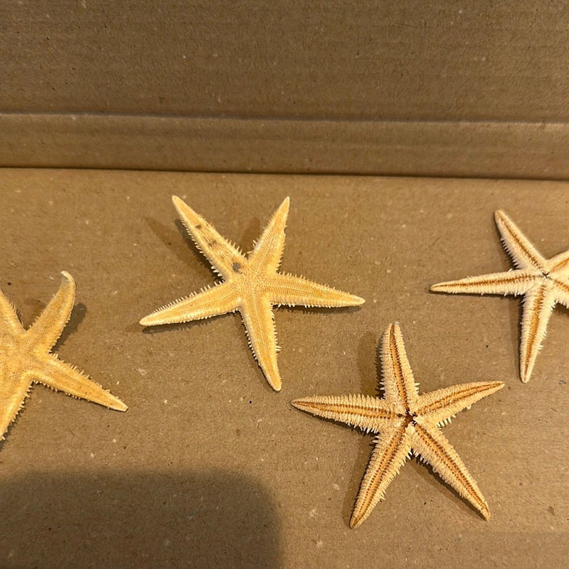 Flat Starfish - StarfishLoving Coastal Living