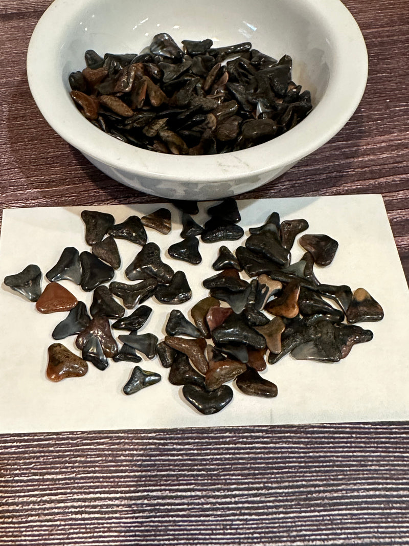 fossilized teeth laid out on white background