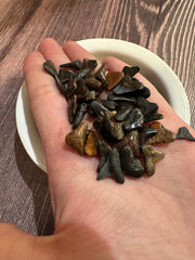 fossilized shark teeth in hand.