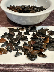 fossilized shark teeth laid out on white background.