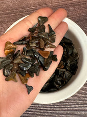 fossilized shark teeth in hand for scale.