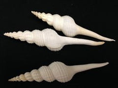 Fusus Colus White Spindle Shell - Loving Coastal Living