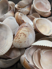 Giant Atlantic Cockle Shells - Shells in Large ShelfLoving Coastal Living