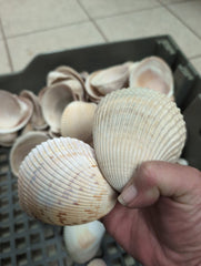 Giant Atlantic Cockle Shells - Shells in Large ShelfLoving Coastal Living