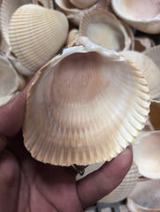 Giant Atlantic Cockle Shells - Shells in Large ShelfLoving Coastal Living