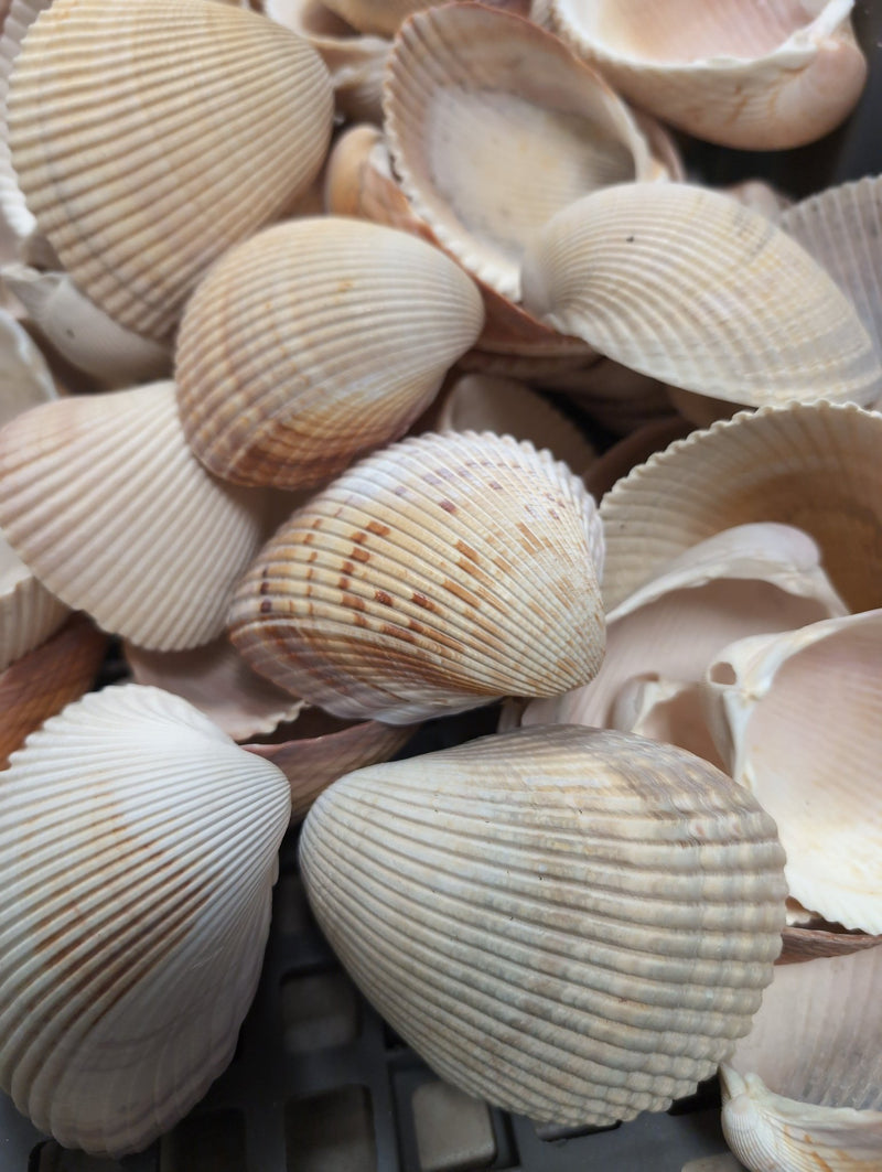 Giant Atlantic Cockle Shells - Shells in Large ShelfLoving Coastal Living