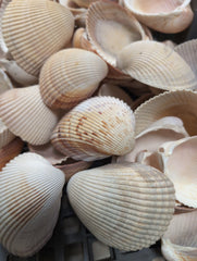 Giant Atlantic Cockle Shells - Shells in Large ShelfLoving Coastal Living