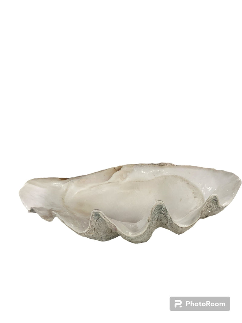 Giant Clam tridacna gigas Shell 27" - Loving Coastal Living