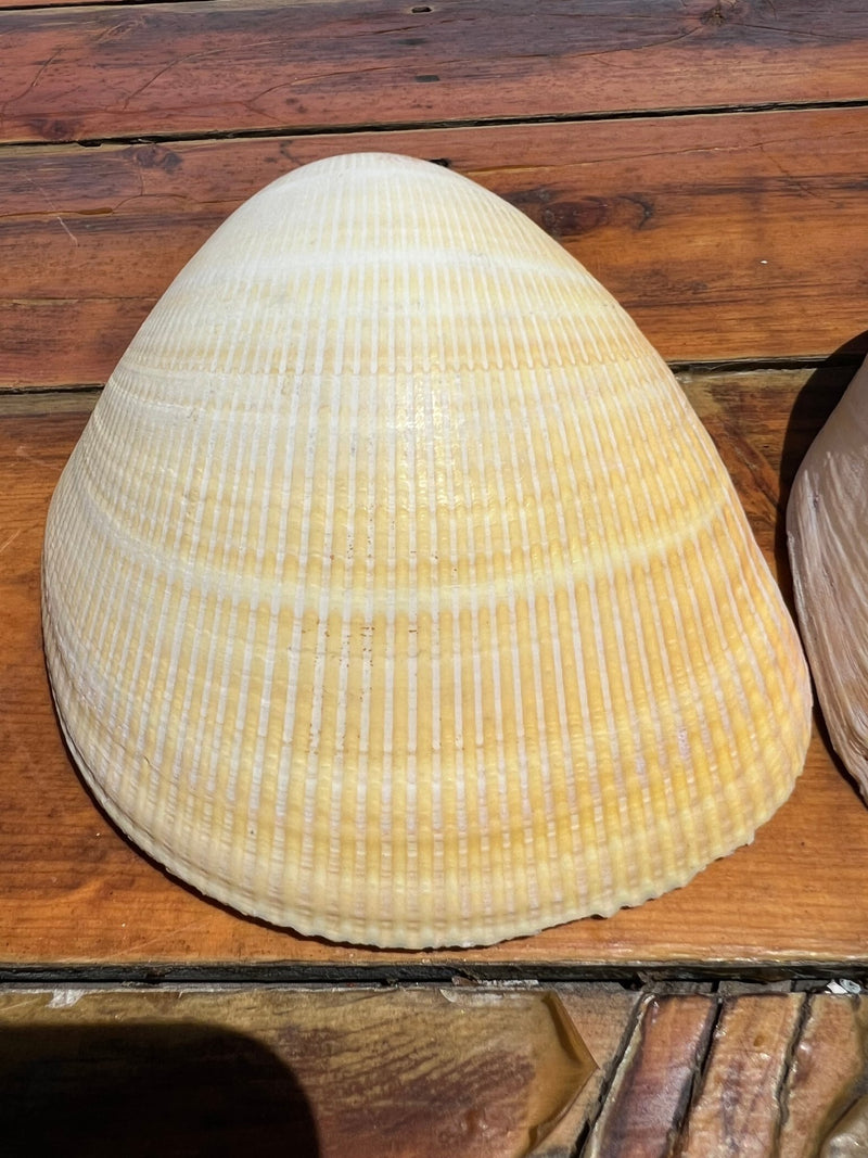 Giant Pacific Heart Cockle Shell Pair 6" - ShellsLoving Coastal Living